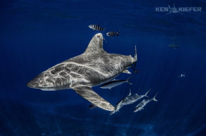 Oceanic Whitetips over mid ocean seamount by Ken Kiefer 